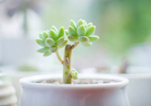 多肉植物 具备储藏大量水分功能器官的植物 搜狗百科