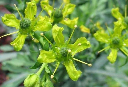 芸香草