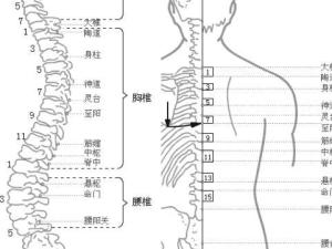 夹脊