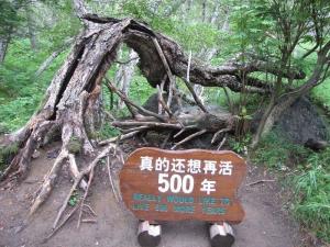 高山桦实物图