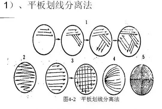 涂布平板法步骤图片