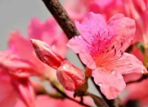 花中西施