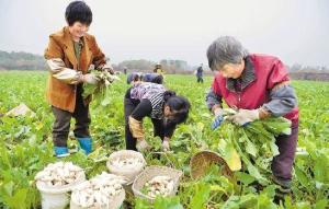 采摘兰溪小萝卜