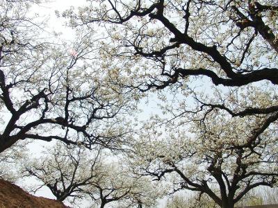 梨花树 搜狗百科