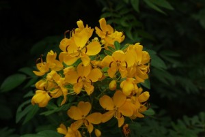 双荚决明