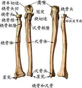 尺骨