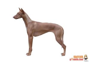 猎兔犬图册