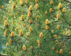 松树球花,位于新梢的基部,雌球花大多数见于主枝的轴端.