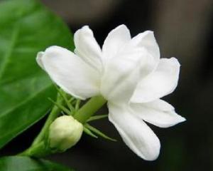 夜来香 多年生藤状缠绕草本植物 搜狗百科 夜来香 多年生藤状缠绕草本植物 搜狗百科
