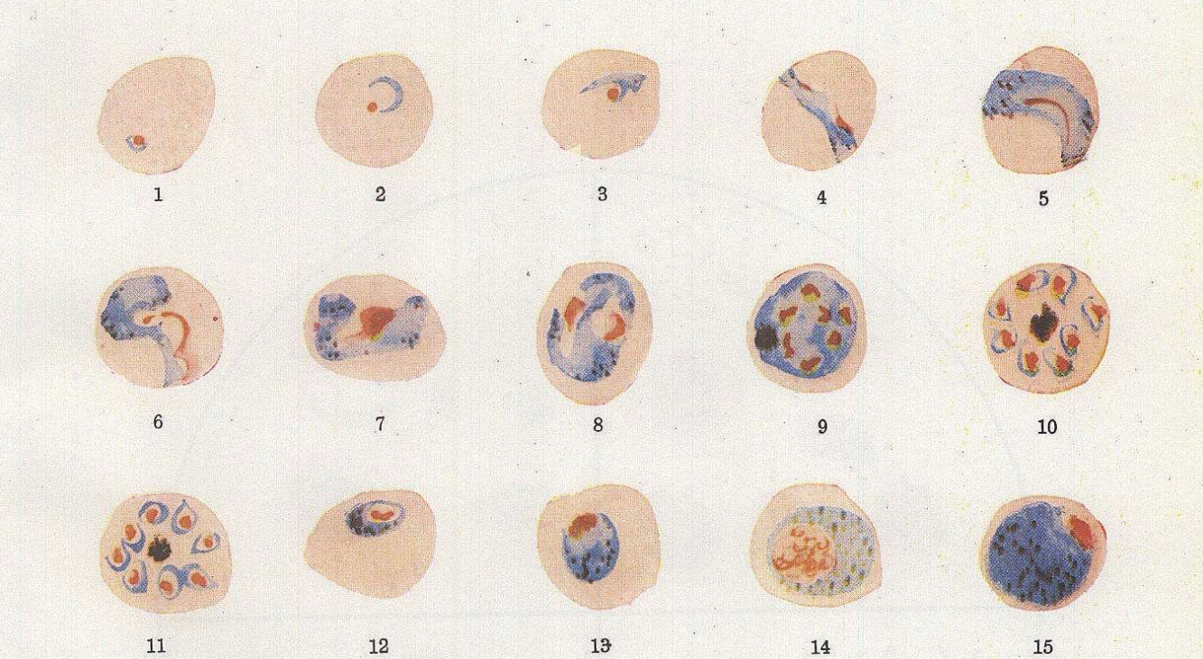 恶性疟原虫手绘图图片