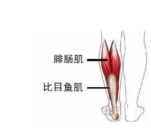 腓肠肌