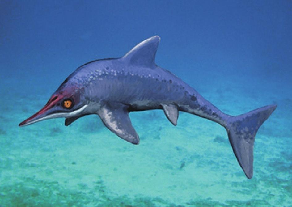 西藏喜马拉雅鱼龙