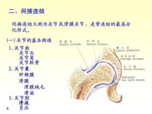 骨连结图册