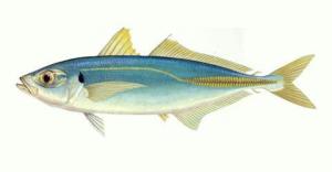 蓝圆鲹