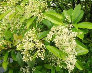 石楠花 搜狗百科