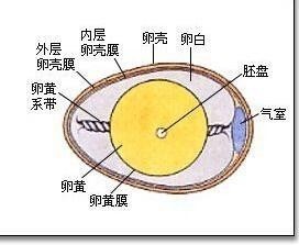 鸡蛋的结构