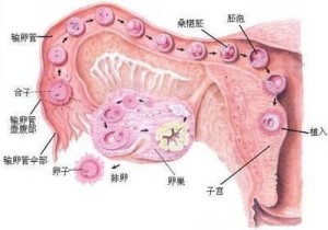 受精卵的着床