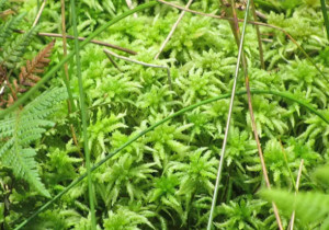 水苔 泥炭藓科泥炭藓属苔藓植物 搜狗百科