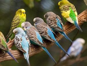 虎皮鹦鹉 - 搜狗百科