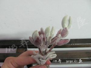 兔耳系列