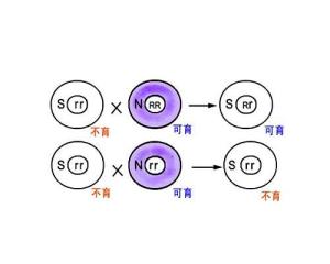 光温敏型核雄性不育