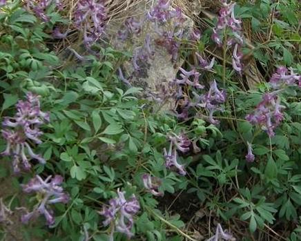 佛手的功效作用营养价值 0