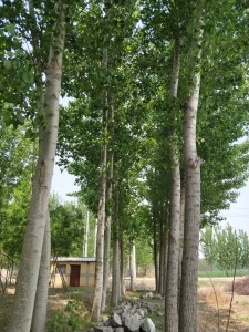 杨树