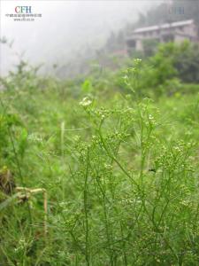 细叶芹属植物