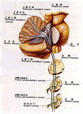脊髓小脑主要接受脊髓小脑束的投射,其感觉传入主要来自肌肉与关节等