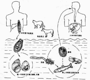 血吸虫病的传播途径图片