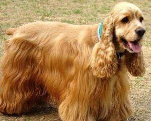 英国可卡犬 搜狗百科 英国可卡犬 搜狗百科