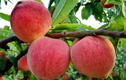 水蜜桃 蔷薇科桃属植物 搜狗百科