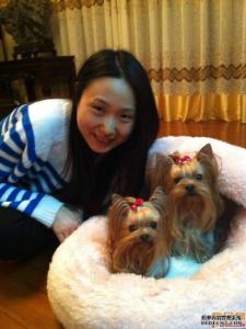 约克夏梗犬图册