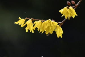 连翘花