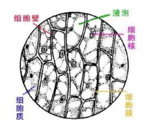 细胞 搜狗百科