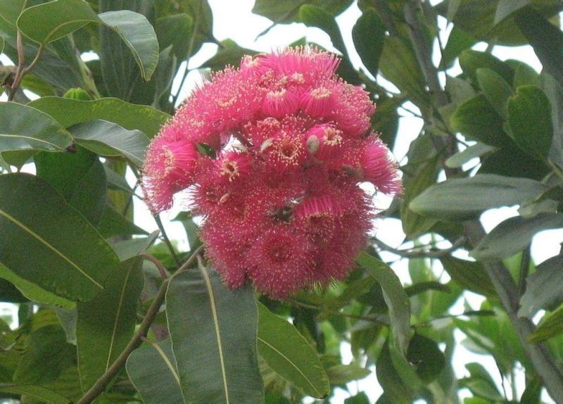 蜜源 蜜蜂采蜜所需的植物 搜狗百科