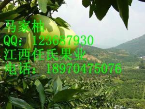 马家柚图册
