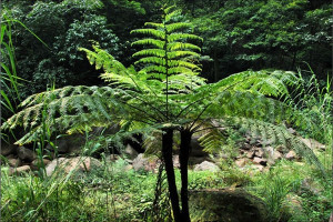 桫椤