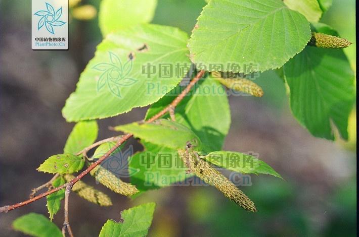 铁桦树 搜狗百科