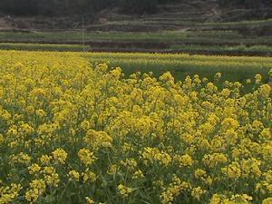 陈汉乡油菜花