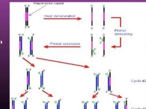 PCR原理