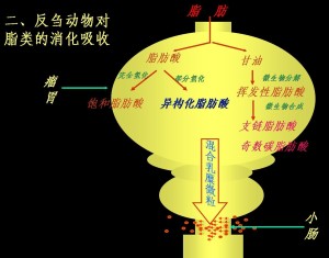 脂类