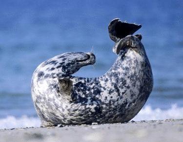 灰海豹