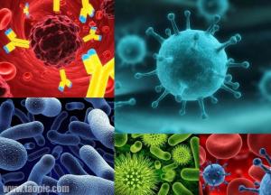 厌氧生物图册