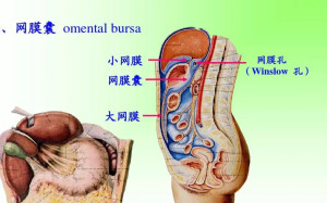 大网膜(3)大网膜(greater omentum)是指哺乳类胃背部肠系膜(胃系膜)从