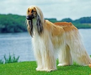 阿富汗猎犬