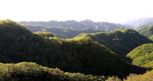 黄龙植被