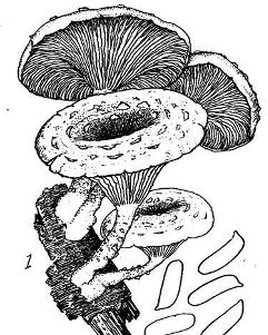 近裸香菇:子实体一般中等大.近漏斗状,白色,初期有鳞片,后渐变光滑.