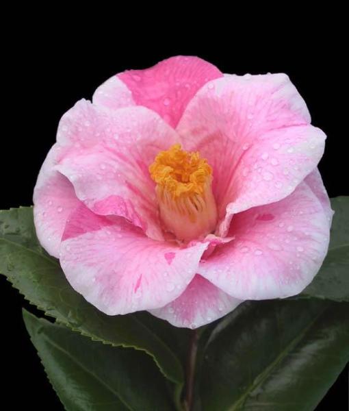 山茶花 山茶科山茶属植物 搜狗百科 山茶花 山茶科山茶属植物 搜狗百科