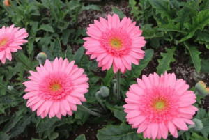非洲菊